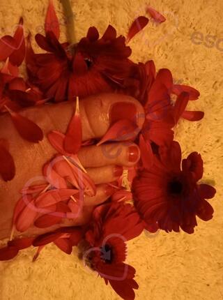 PAULINA   GFE - escort Kattowitz